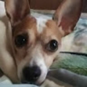 Meet your Posher, Barry